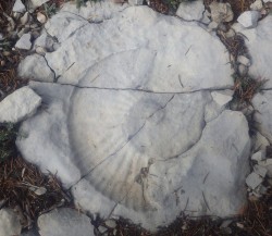 Ammonites prés de l'aven des Cédres